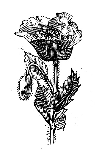 Antique engraving illustration: Poppy