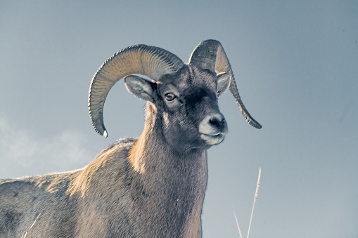 Big Horn sheep ram up close as he stands looking at camera below in northwestern Wyoming in Yellowstone National Park USA.