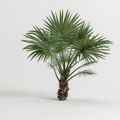 3d illustration of fan palm  trees isolated on white background