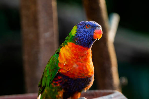 istock Loriini in the Chandigarh Bird Park 1446970084