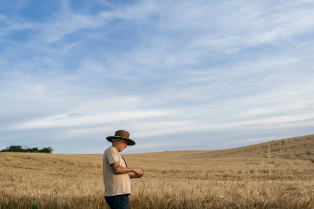 istock Senior farmer examining wheat field 1446970110