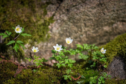 Wood anemones in a nature reserve woodland.