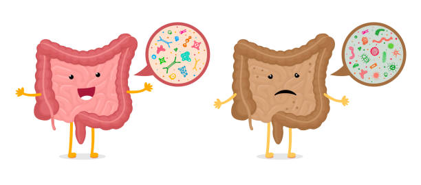 Intestines character microscopic bacterias magnification comparison. Human intestine mascot healthy and unhealthy microbiome. Gut bad and good microflora. Digestive internal organ probiotic flora Intestines character microscopic bacterias magnification comparison. Human intestine mascot healthy and unhealthy microbiome. Gut bad and good microflora. Digestive internal organ probiotic flora. Eps intestinal tract infection stock illustrations