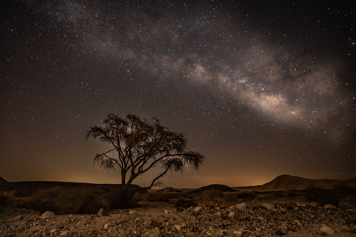 Milky Way over a tree in the Israeli desert