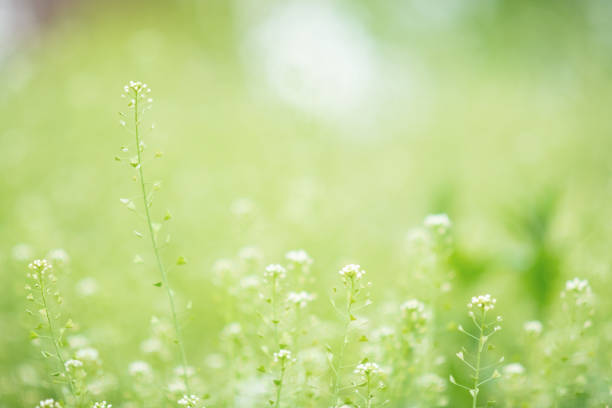 istock Closeup on shepherds purse outdoors in city park 1446972596