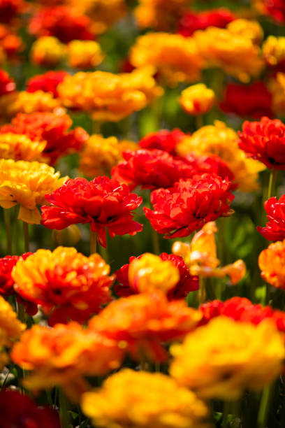 istock tulips outside in city park 1446972623