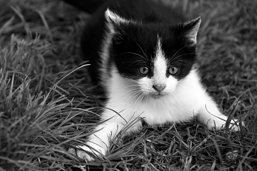 Black and white kitten playing outside