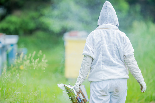 A beekeeper is seen from behind, walking towards the hives with a smoker in hand as she check the progress of her honey.  She is wearing full protective gear to maintain a barrier between her in the bees.