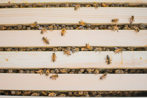 Honey bees are seen entering a Hive box as they work away diligently.