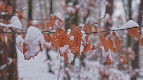 Dry Withered Leaves Covered in White Fresh Snow
