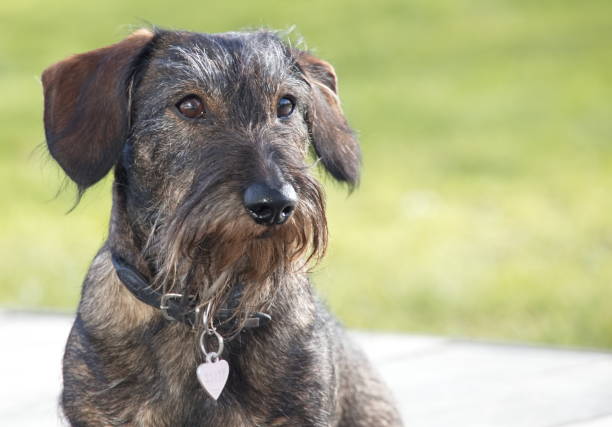 istock Dachshund sitting in the sun 1446976379