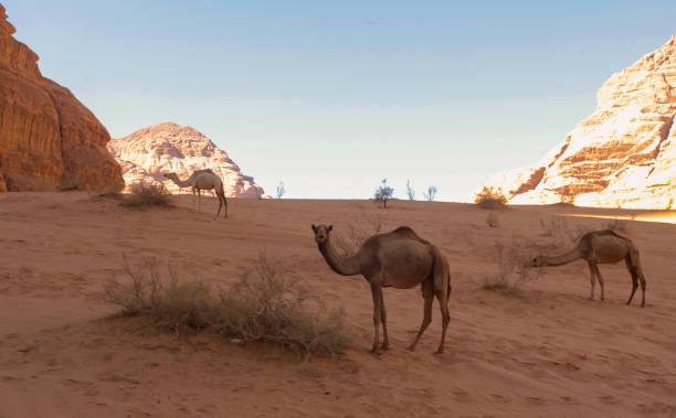 istock Camels in the desert , wadi rum, Jordan 1446977306