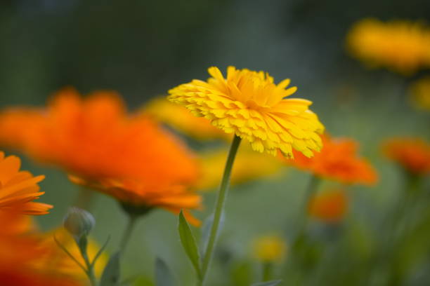 istock Marigold flower in the sunlight 1446977325