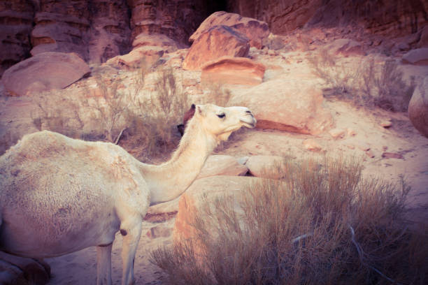 Camel at noon rest.