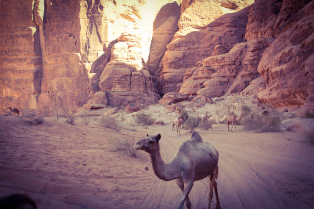 Camels in the desert , wadi rum , Jordan