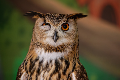 The common owl, bubo bubo, squinted his eye and looks ahead. Portrait. Close-up.