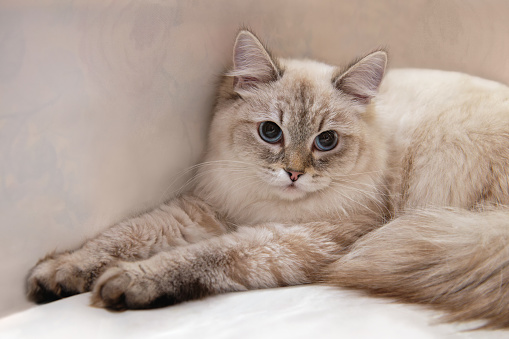 Neva masquerade cat or siberian cat color color point with blue eyes. Close-up, copy space.
