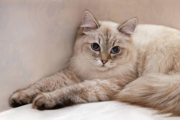 neva masquerade cat or siberian cat color color point with blue eyes. close-up, copy space. - sibirisk katt bildbanksfoton och bilder