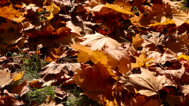 Autumn bright and beautiful maple foliage