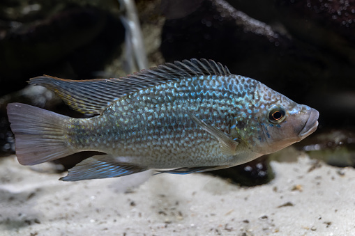 Tanganyika tilapia (Oreochromis tanganicae), cichlid endemic to Lake Tanganyika and the inflowing rivers, ray-finned fishe in the family Cichlidae.