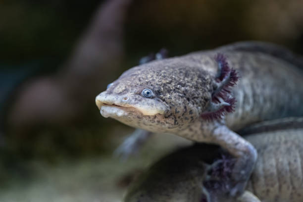 istock Axolotl Salamander Ambystoma Mexicanum 1446980532