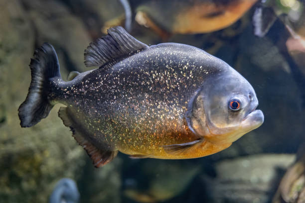 istock The Red-bellied Piranha Fish 1446980635