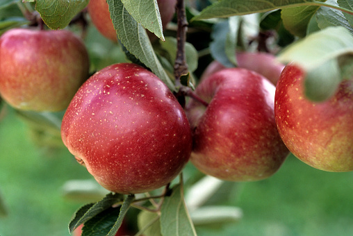 Ripe red apples growing on tree branch.