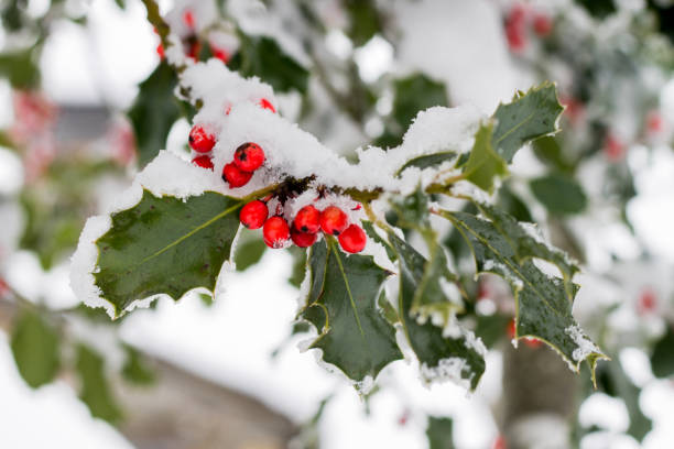 istock Holly (Ilex aquifolium)   branch with its red berries and covered with snow. 1446980818