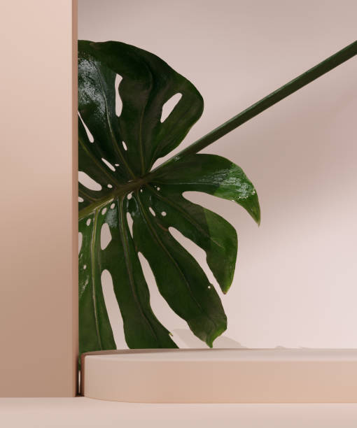 istock Monstera leaf on beige pastel wall with window light shadows, 3d rendering cosmetic product display mockup 1446982235
