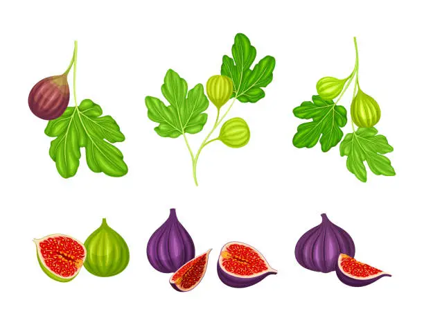 Vector illustration of Common Fig or Ficus Plant with Syconium Fruit with Numerous Seeds Vector Set