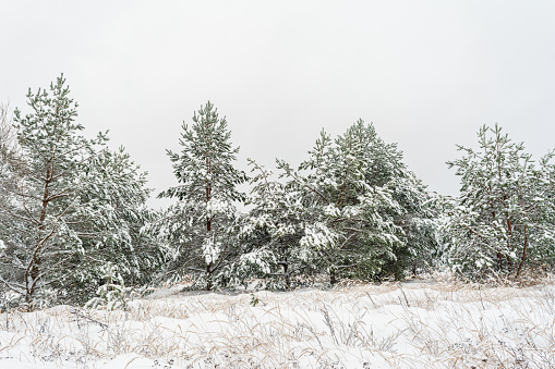 Lots of snow on the pine branches. View of the snowy forest from young pines. Winter landscape background on a cloudy day