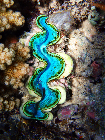 Underwater photography into the Red Sea of Tridacna Maxima Clam