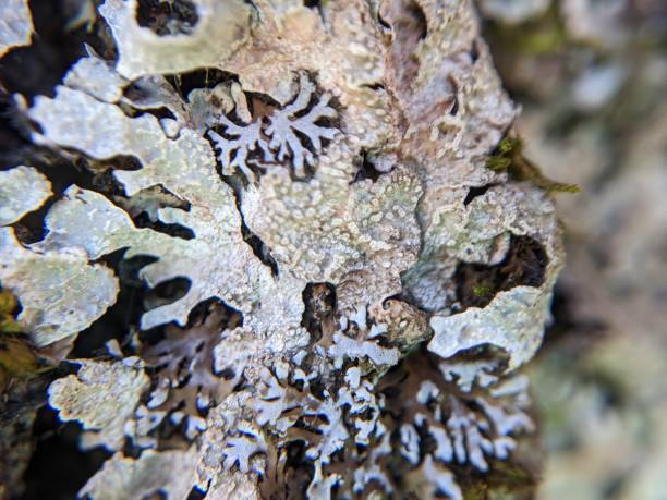 istock Extreme close up of lichen growing on tree bark 1446985003