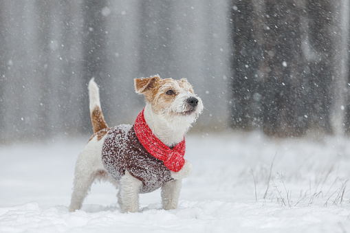 Jack Russell Terrier stands in the forest. Snowing. A dog in a festive red scarf with a bubo and a brown sweater against the backdrop of trees. Christmas concept.