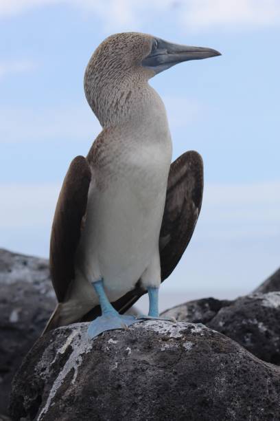 istock Blue-Footed Booby, Galapagos Islands, Ecuador 1446986485