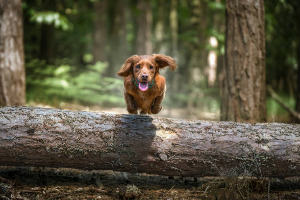 istock Working cocker spaniel puppy jumping over a log in a forest 1446987172