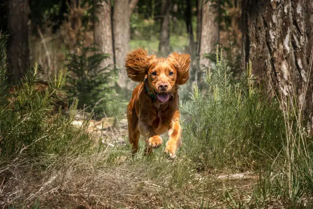 Working cocker spaniel puppy running in a forest ears high and paws up