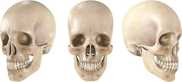 Human skull in different angles isolated on a white background.
