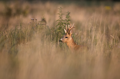 Wild Roe Deer buck.