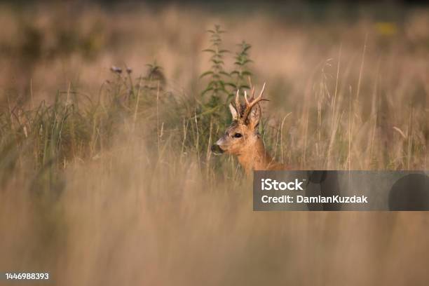 Roe Deer Stock Photo - Download Image Now - Agricultural Field, Animal, Animal Wildlife