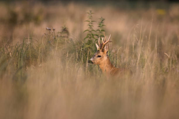 Roe Deer (Capreolus capreolus) - fotografia de stock