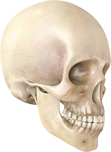 Skull of the human isolated on a white background