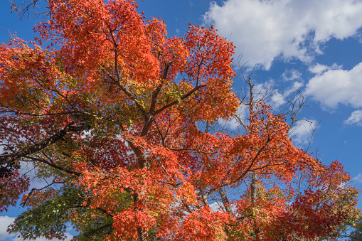 This image shows a tree with autumn leaves and cloudy blue sky background.