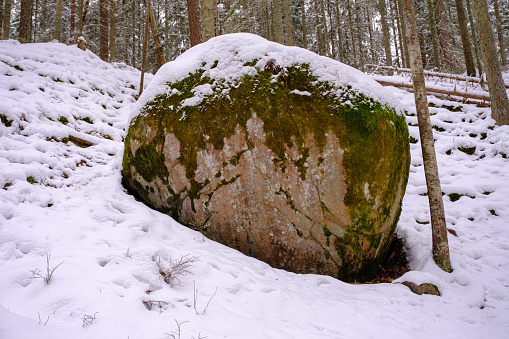 A very large stone in the forest of Latvia.