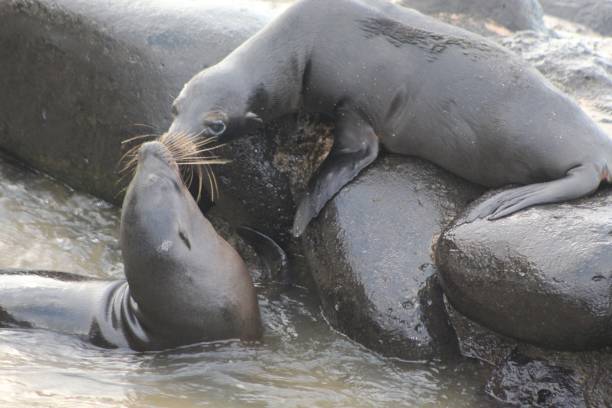istock Galapagos Island Fur Seals and Sea Lions 1446991069