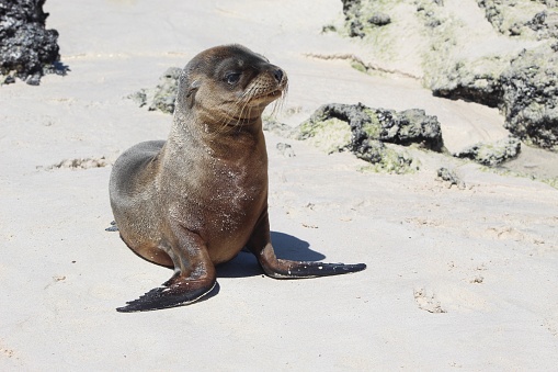 Close-up photos of fur seals and sea lions in natural habitat in Galapagos Islands, Euador