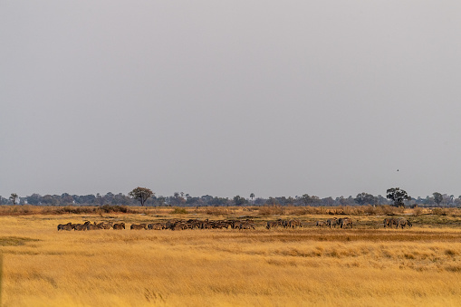 A herd of Burchell's Plains zebra -Equus quagga burchelli- running through the Okavango Delta, Botswana.