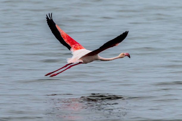 istock Departing Flamingo 1446992246