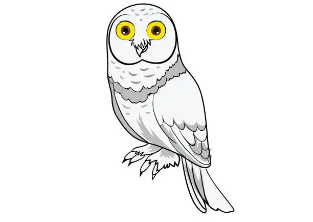 Vector illustration of Snowy owl