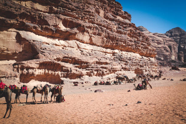 istock Desert camels in Arabian desert,wadi rum, Jordan 1446992888